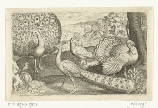 Two peacocks and turkey