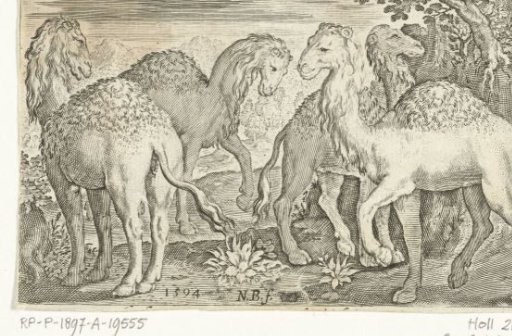 Four dromedaries