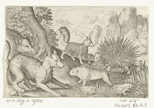 Wild boar, foxes, beaver, porcupine and frogs