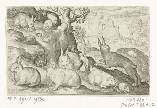 Rabbits, squirrel, guinea pig and mouse