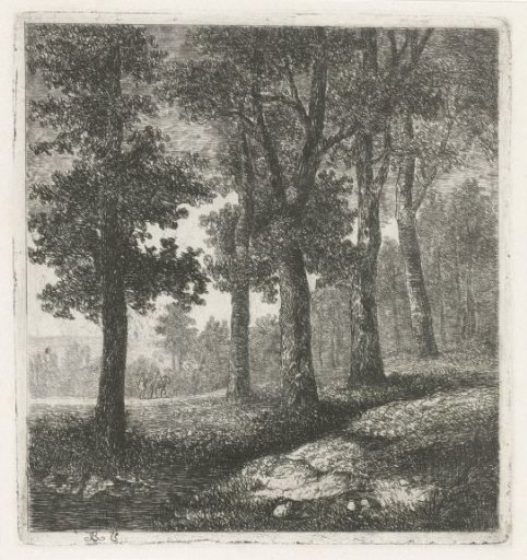 View of a forest edge