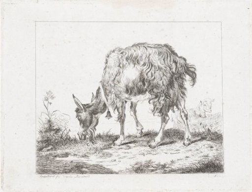 Grazing goat with bell