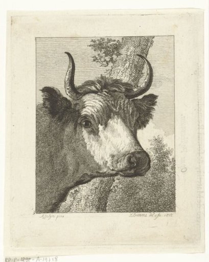 Cow's head to the right