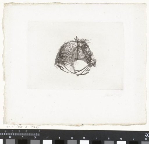 Horse's head of a grey horse, facing right