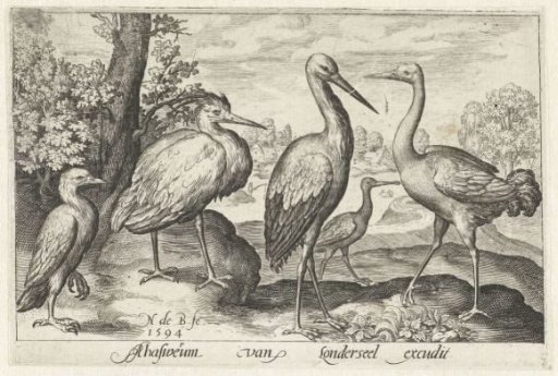 Stork, crane, heron and spoonbill