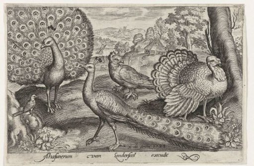 Two peacocks and turkey