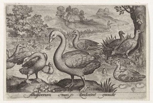 Swan and geese and ducks by water