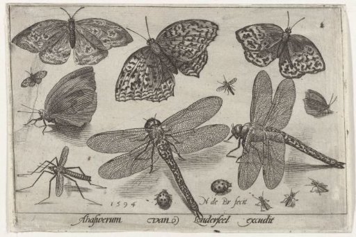 Butterflies and dragonflies