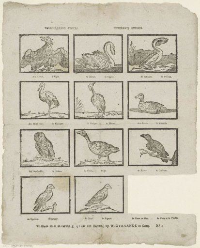 Various Birds / Différents Oiseaux