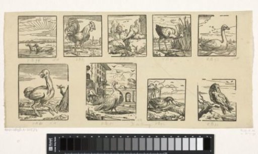 Nine different bird species