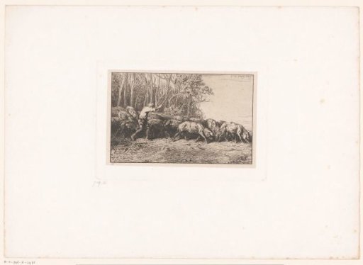 Farmer driving his herd of pigs out of the forest