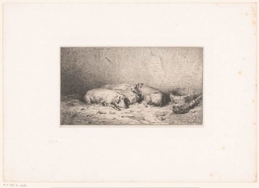 Sleeping pigs in a stable