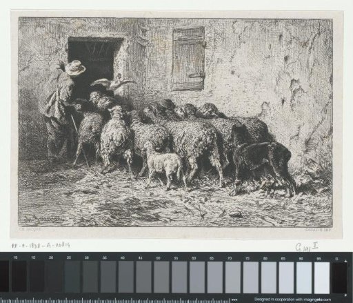 Farmer driving a flock of sheep to the barn