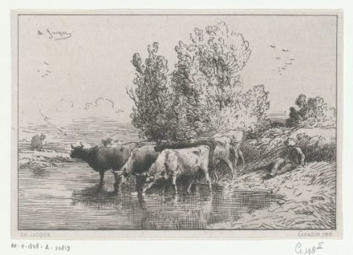 Shepherd next to a herd of drinking cows