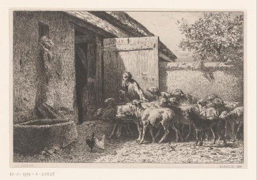 Woman leading sheep to the barn
