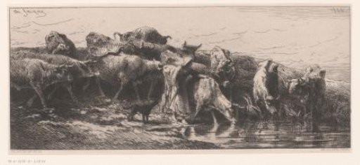Herd of cows with shepherdess at a watering place