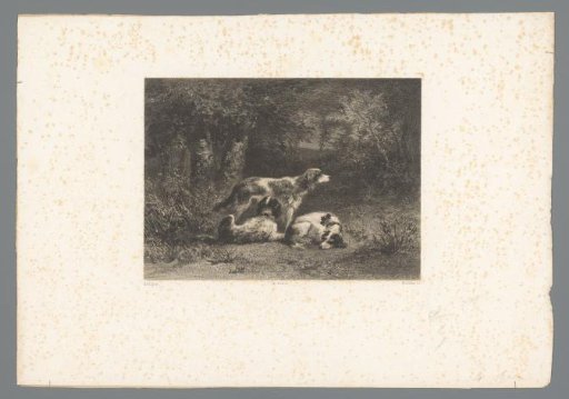 Three dogs in a forest