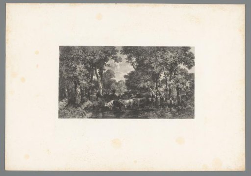Cows by a Watering Hole in a Forest