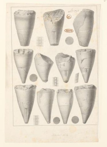 Eleven cone-shaped sculptural elements