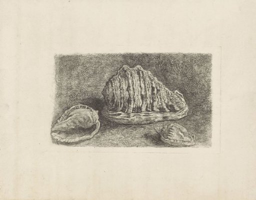 Three conch shells
