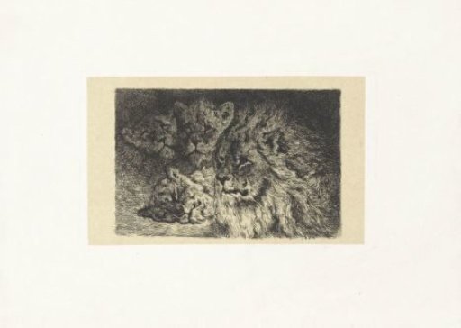 Lion and lionesses