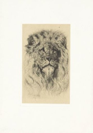 Head of a lion