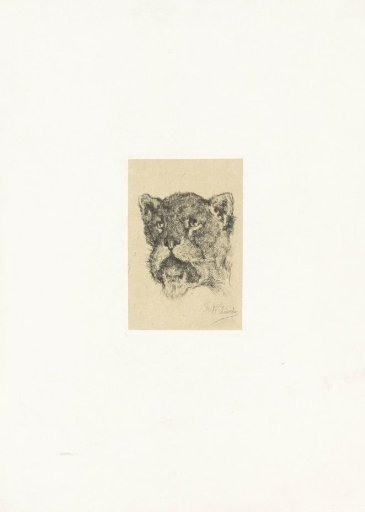 Head of a lioness with open mouth