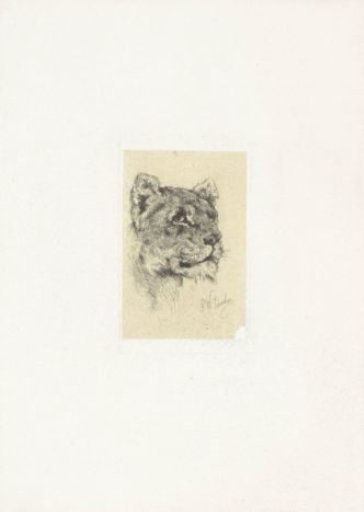 Head of a lioness