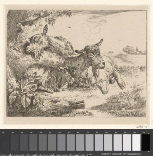 Three goats lying down