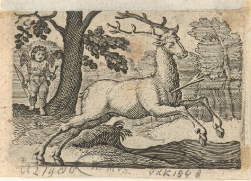 Wounded deer