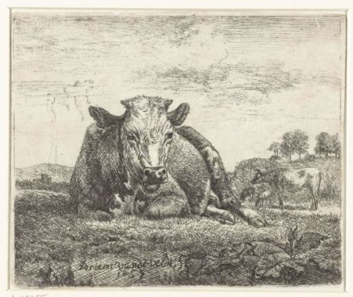 Lying cow
