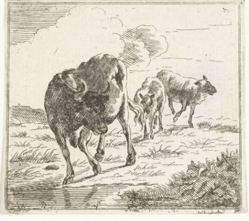 Cow and sheep