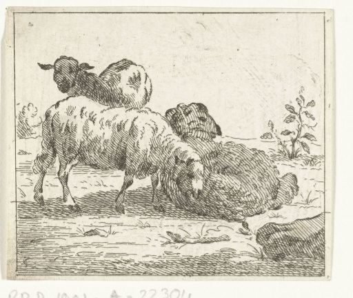 Three sheep