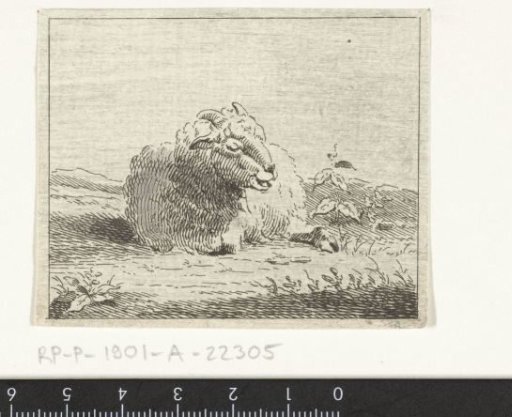 Recumbent sheep