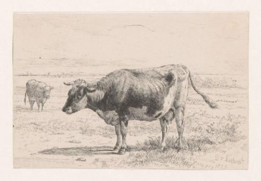 Cow in a Meadow