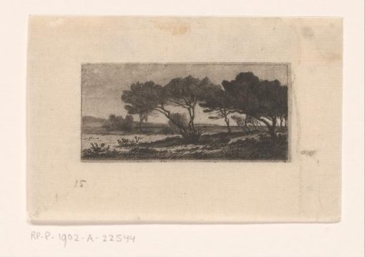 Group of pines on the coast near Hyères