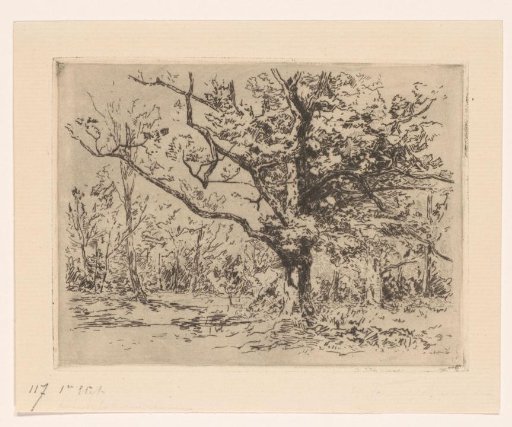 Group of oak trees