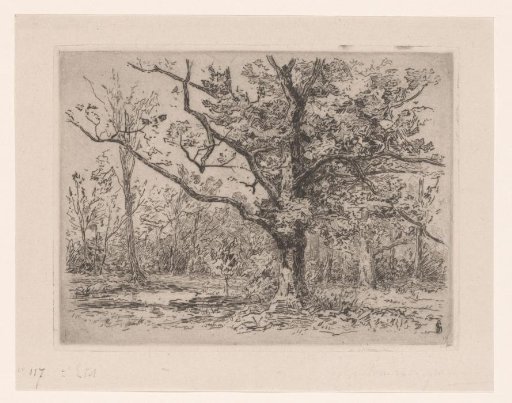 Group of oak trees