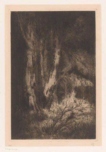 Group of trees in a forest