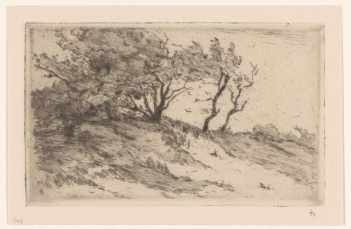 Oak Trees in the Dunes