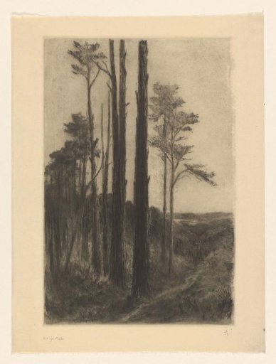 In the Reichswald near Cleves, in the evening