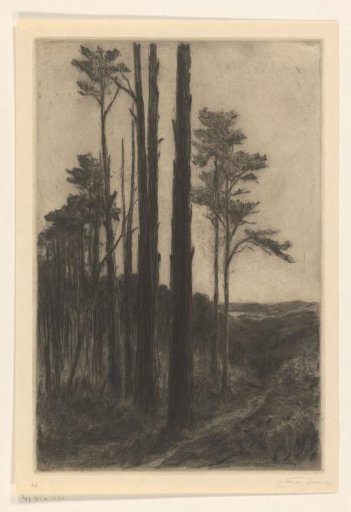 In the Reichswald near Cleves, in the evening