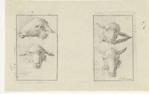 Study Sheet with Four Sheep Heads