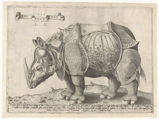 Neushoorn