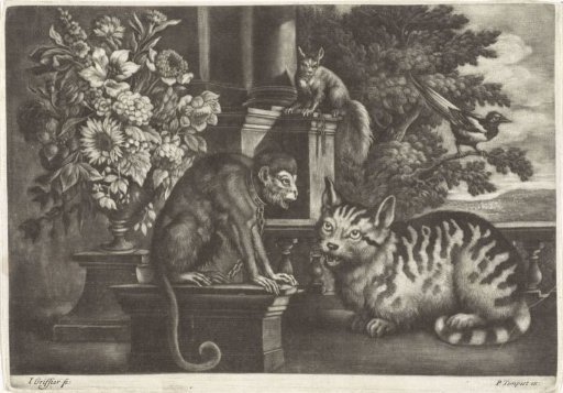 Monkey, Cat, Squirrel and Magpie