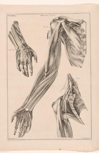 Anatomy of the Arm, Hand, and Shoulder