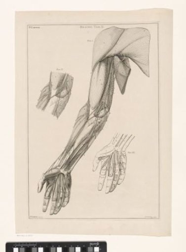 Anatomy of the Arm, Hand, and Shoulder with Numbers
