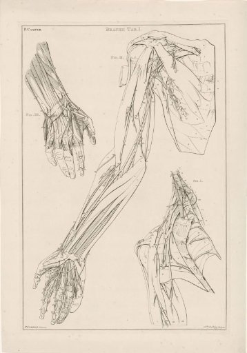 Numbered Anatomy of the Arm, Hand, and Shoulder