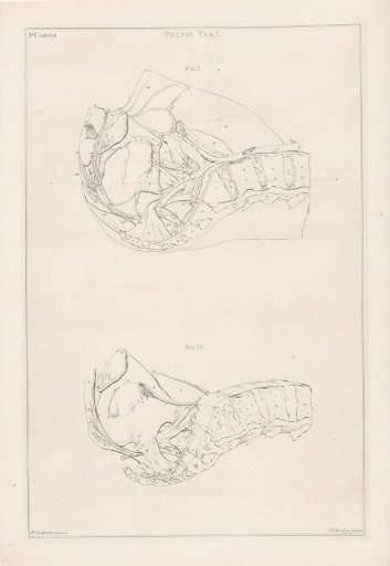 Anatomy of the Pelvis, with Numbers