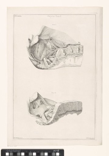 Anatomy of the Pelvis, Unnumbered